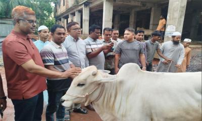 এতিম ও অসহায়দের মাঝে পরিবেশ মন্ত্রীর ৮ গরু বিতরণ 