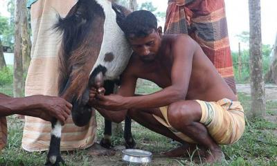 প্রতিদিন আধা লিটার দুধ দিচ্ছে পাঁঠা!