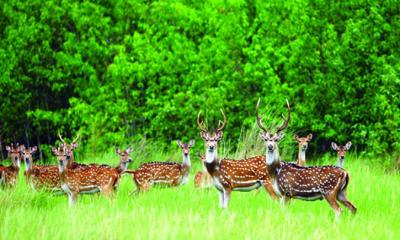সাফারি পার্ক উপহার পেলো গ্রিন ভিউের ৫০ চিত্রা হরিণ 