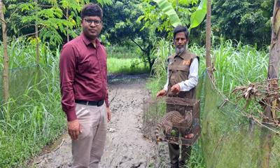 চাটমোহরে বিরল প্রজাতির গন্ধগোকুল উদ্ধার