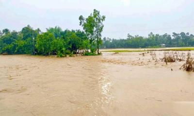 বৃষ্টি আর পাহাড়ি ঢলে তলিয়েছে হালুয়াঘাটে শতাধিক হেক্টর ফসল