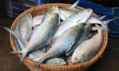 ইলিশ চেয়ে বাংলাদেশের কাছে ভারতীয় ব্যবসায়ীদের চিঠি