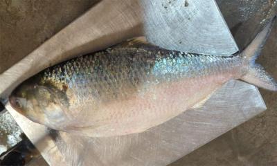 কুয়াকাটায় জেলের জালে ১৭০০ গ্রামের ইলিশ, ৫ হাজারে বিক্রি