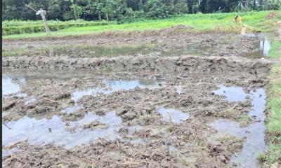 ভরা মৌসুমেও নেই বৃষ্টি, আমন চাষ নিয়ে শঙ্কা
