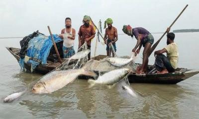 নিষেধাজ্ঞা উপেক্ষা করে পদ্মায় ইলিশ শিকার, নদীপাড়ে হাট