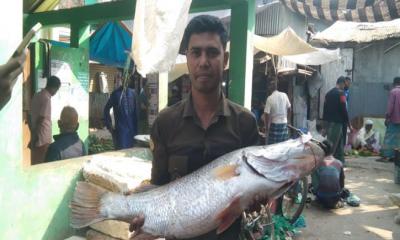 সাগর মোহনা পায়রা নদীতে বড়শীতে ধরা পরেছে বিশাল আকারের কোরাল