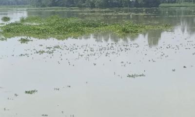 বন্যার পানি নামলেও কাটেনি দুর্ভোগ, ক্ষতিগ্রস্ত ৫০০ হেক্টর ফসল