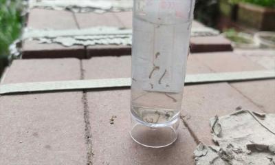 এপ্রিলেই ঢাকার ১৫% বাড়িতে এইডিসের লার্ভা