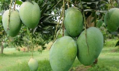 সাতক্ষীরার আম কবে আসছে বাজারে, সময়সূচি ঘোষণা