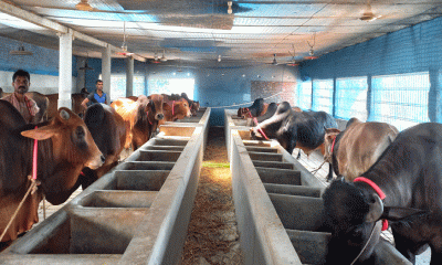 নাটোরে কুরবানির জন্য প্রস্তুত ৯২ হাজার পশু