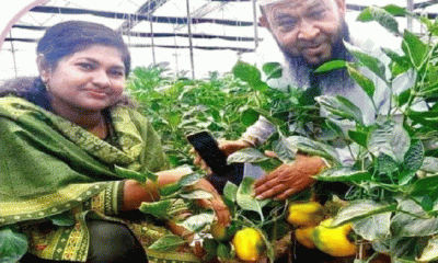 ঈশ্বরদীতে বিদেশি সবজি ক্যাপসিকামের চাষাবাদ শুরু