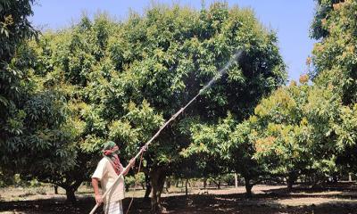 গাছে গাছে লিচুর মুকুলের সমারোহ, বাগান পরিচর্যায় ব্যস্ত লিচু চাষিরা