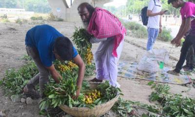 রাজশাহীতে তীব্র তাপদাহে আম-লিচু চাষিদের মাথায় হাত