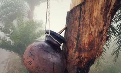 মহামারি রূপ নিতে পারে নিপাহ ভাইরাস