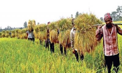 কৃষি খাতে সবুজ বিপ্লবের সূচনা