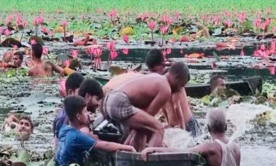 গাজীপুরে শাপলা তুলতে গিয়ে বিলে ডুবে দুই বন্ধুর মৃত্যু