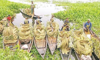 আড়িয়ল বিলের শাপলায় ভাগ্যবদল