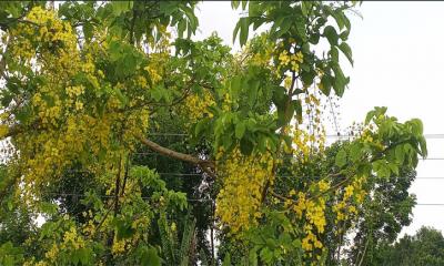 অপরূপ শোভা ছড়াচ্ছে সোনালু ফুল