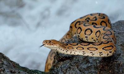 রাসেল ভাইপার অন্য বিষধর সাপের চেয়ে কম আতঙ্কের!