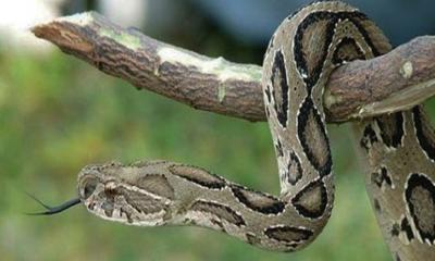 রাসেল ভাইপার কামড় দিলে যা করণীয়