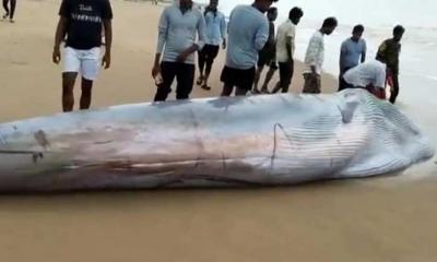 সৈকতে ভেসে আসা নীল তিমির পিঠে চড়ে সেলফি!