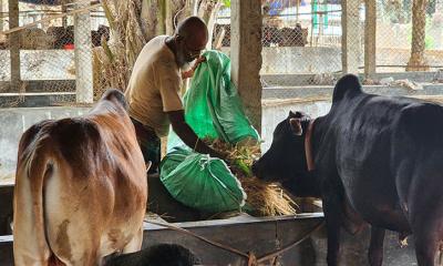ঠাকুরগাঁওয়ে কুরবানী ঈদ সামনে রেখে ব্যস্ত খামারিরা