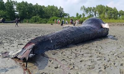 বরগুনায় নদীতে ভেসে এলো ৩০ ফুট লম্বা মৃত তিমি