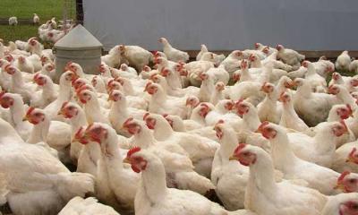 কিছু পণ্যের দাম কমলেও বেড়েছে ব্রয়লার মুরগির দাম