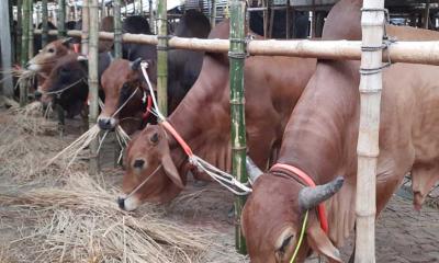 প্রস্তুত গাবতলী পশুর হাট 