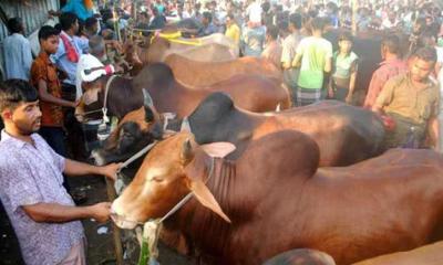 ঢাকায় পশুর হাট জমার অপেক্ষায়