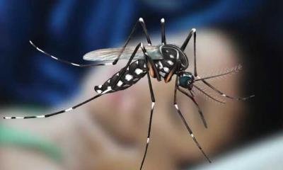 ডেঙ্গুতে আরও ১০ জনের মৃত্যু, নতুন ভর্তি ২৬৬০ রোগী