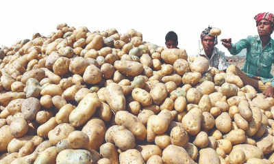 বেড়েই চলেছে আলুর দাম 