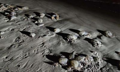 কুয়াকাটায় ভেসে আসছে অসংখ্য মৃত জেলিফিশ