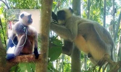 লক্ষ্মীপুরে ধরা পড়েছে ধূসর রঙের হনুমান 