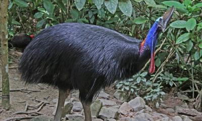 বিশ্বের সবচেয়ে বিপজ্জনক পাখি ক্যাসোওয়ারি, মেরে ফেলতে পারে মানুষকেও 
