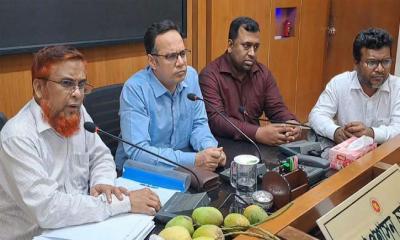 ১৫মে বাজারে আসবে চুয়াডাঙ্গার আম