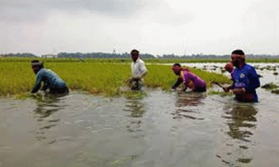 তিস্তার পানিতে ভেসে গেছে কৃষকের স্বপ্ন