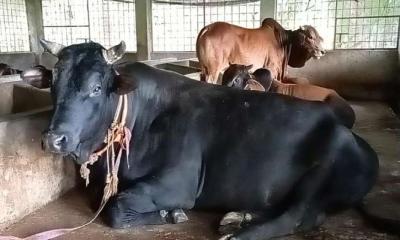 পিরোজপুরের বীর বাহাদুরের দাম হাঁকা হচ্ছে ৮ লাখ টাকা 