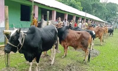 ইন্দুরকানিতে কোরবানির পশুরহাটে ধস, ক্রেতা থাকলেও বিক্রয় কম 