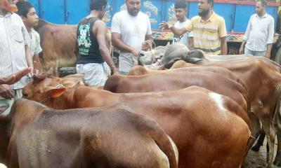 ২০-৩০ হাজার টাকা কমে মিলছে লাখের গরু, স্বস্তিতে ক্রেতারা 