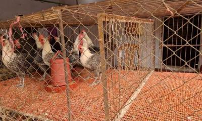 কেজিতে ৩০ টাকা বেড়েছে মুরগির মাংসের দাম, হতাশ মধ্যবিত্তরা