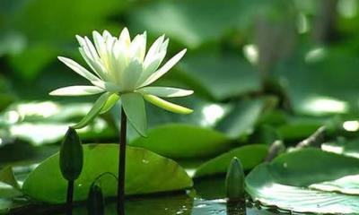 শাপলায় খুঁজে নিন লাইফস্টাইলের নতুন মানে