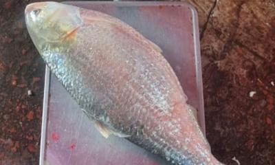 দুই কেজি ৮শ গ্রামের ইলিশ দেখতে ভিড়