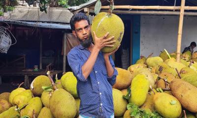 জয়নগরে বাগান ও হাটে ভরপুর কাঁঠাল, দাম নিয়ে হতাশ কৃষকরা