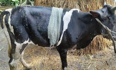 মতলব উত্তরে লাম্পি স্কিন রোগে গরু আক্রান্ত