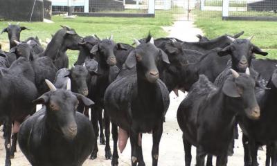 চুয়াডাঙ্গায় গ্রামীণ অর্থনীতিতে নীরব বিপ্লব, ব্ল্যাক বেঙ্গল ছাগল বিক্রিতে আয় কোটি টাকা