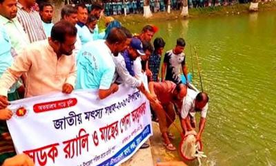 রাজাপুরে জাতীয় মৎস্য সপ্তাহের উদ্বোধন, পোনা অবমুক্ত ও সাঁতার প্রতিযোগিতা