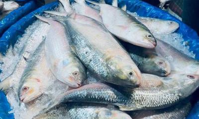 বরিশালে ইলিশ আহরণে ২২ দিনের নিষেধাজ্ঞা, দাম আকাশছোঁয়া