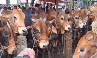 সারাদেশে বসছে ৩৬০০ পশুর হাট, রাজধানীতে ২৭টি