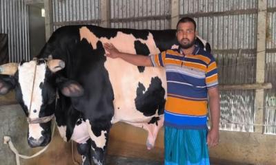 কোরবানির হাট কাঁপাবে রাজবাড়ীর ‘রাজাবাবু’